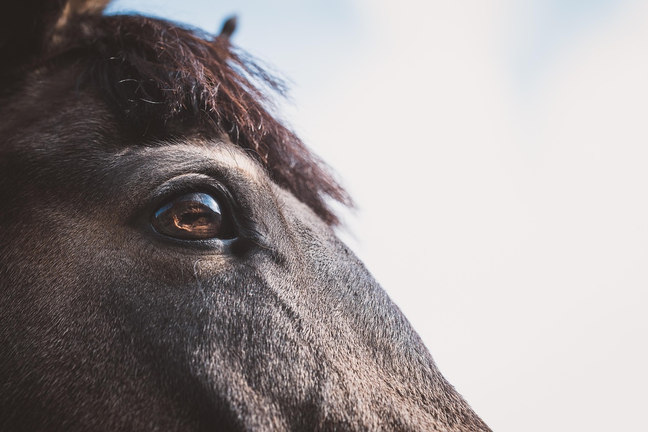 horse-6207256_1280