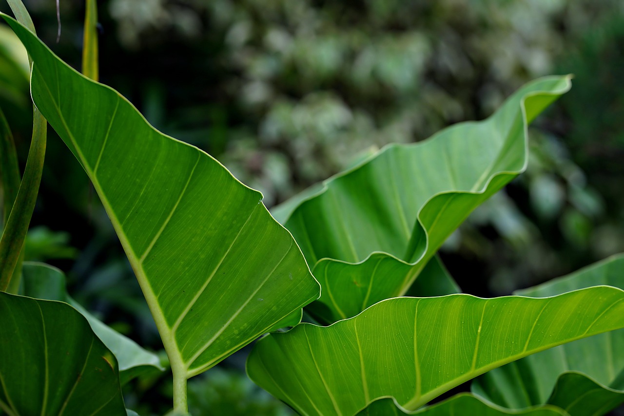 leaves-7776827_1280