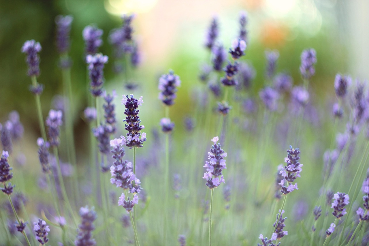 lavander-5999024_1280