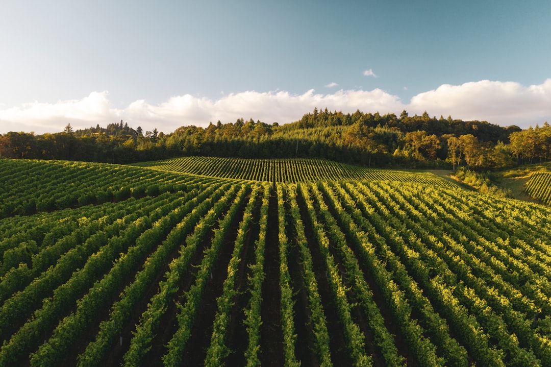 Rows of green grapevines in a vineyard under a warm low sun